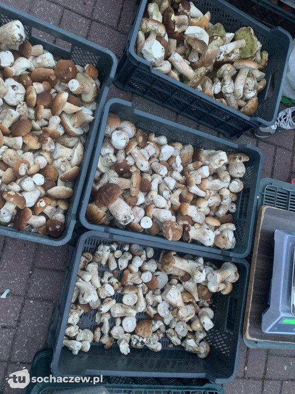 Grzyby na rynku przy Pokoju
