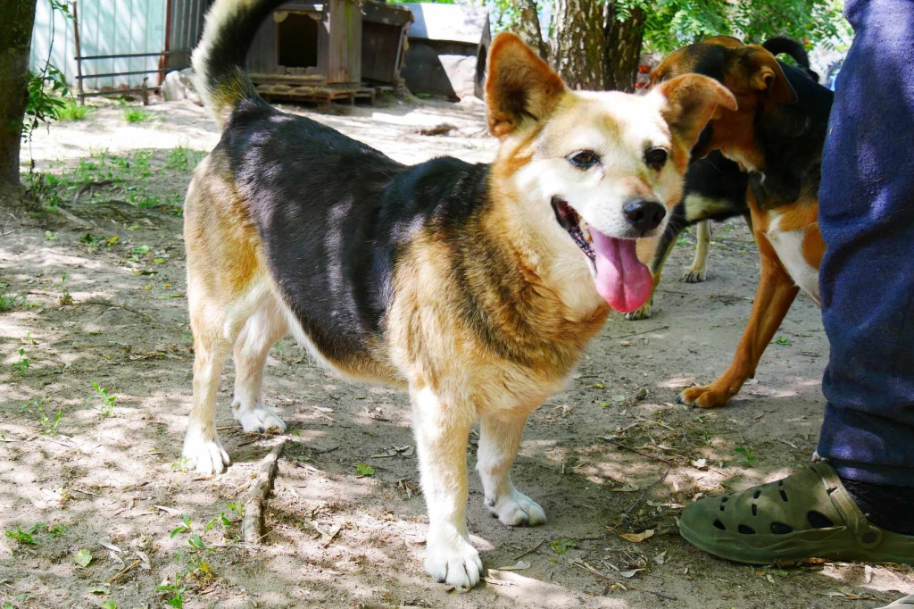 Podopieczni Nero polecają się do adopcji