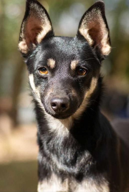 Podopieczni Nero polecają się do adopcji