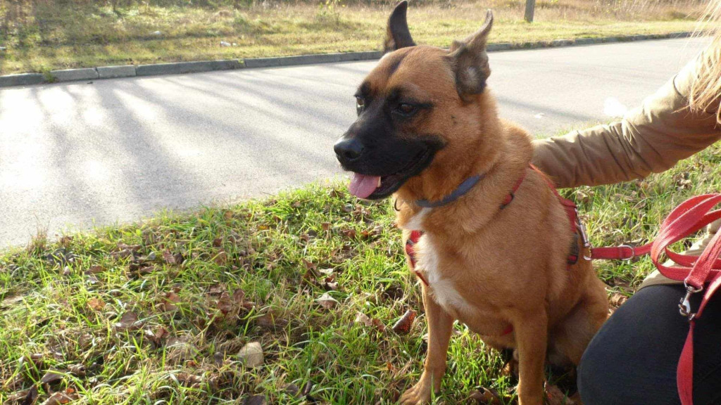 Podopieczni Nero polecają się do adopcji