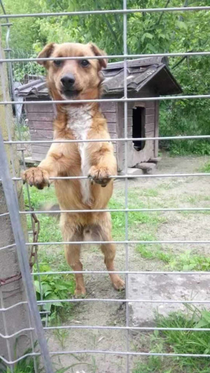 Podopieczni Nero polecają się do adopcji