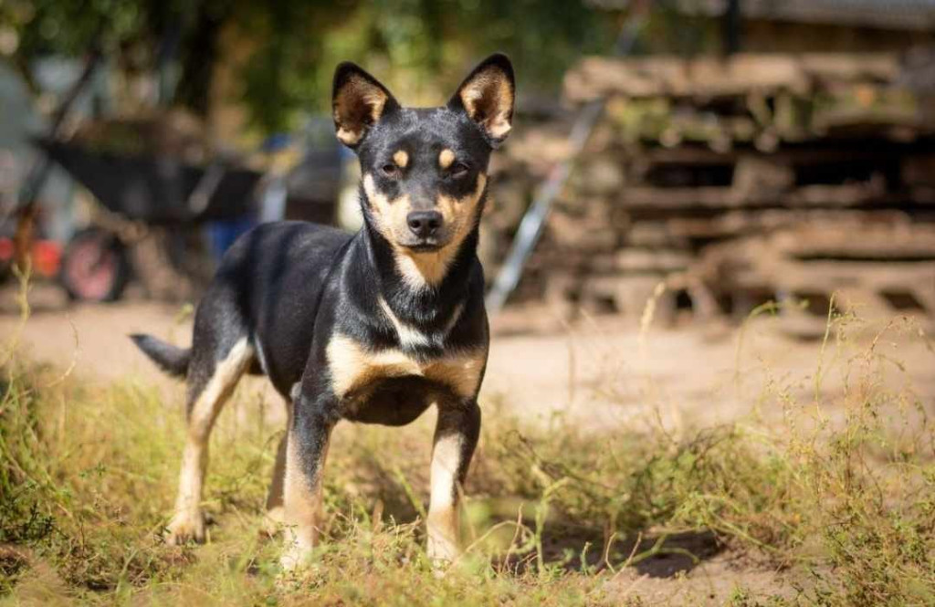 Podopieczni Nero polecają się do adopcji