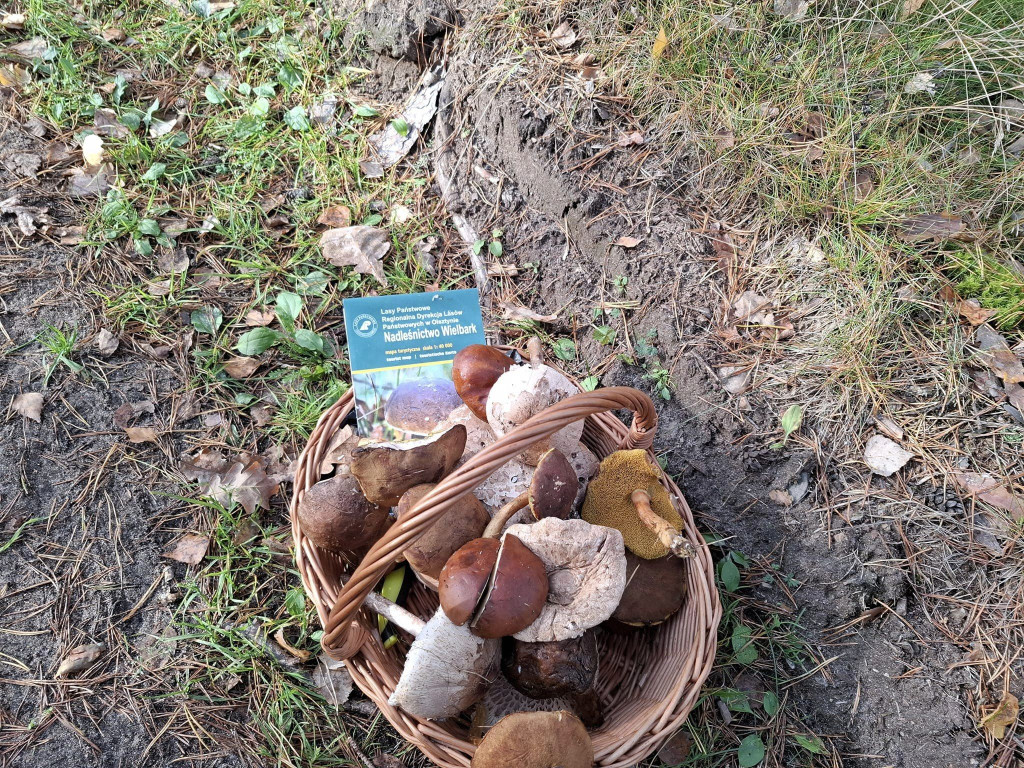 IV Mazurskie Grzybobranie z gminą Rybno