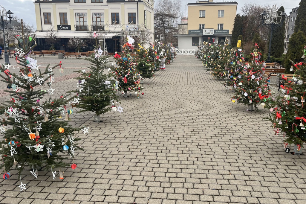 23 choinki na placu Kościuszki udekorowane