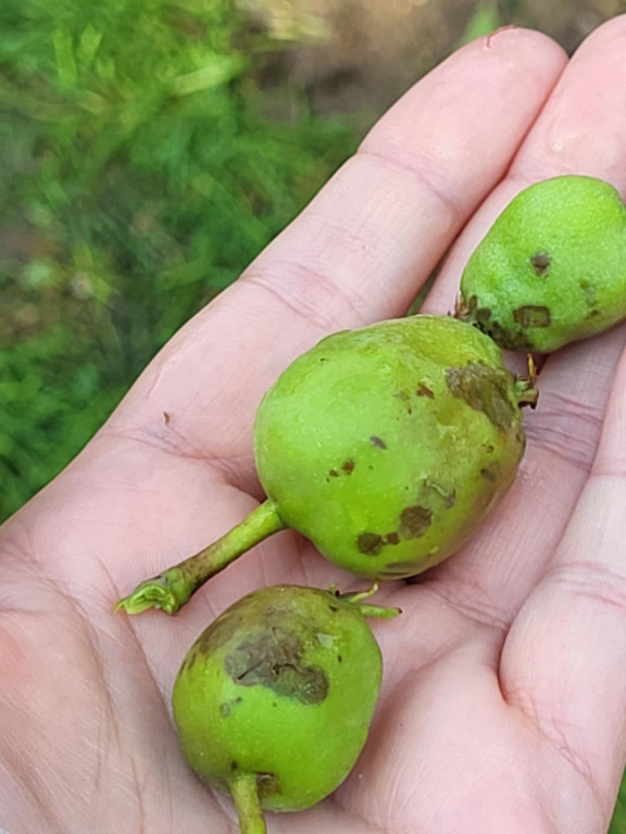 Gradobicie w powiecie sochaczewskim