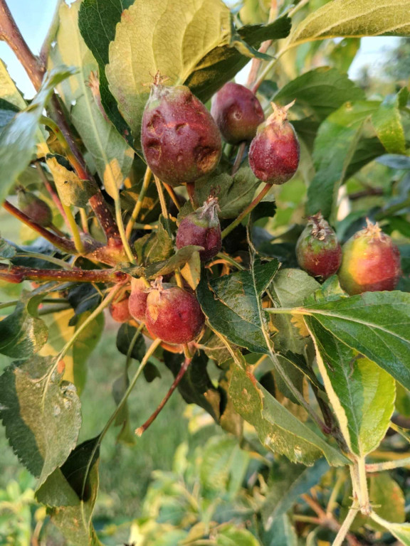 Gradobicie w powiecie sochaczewskim
