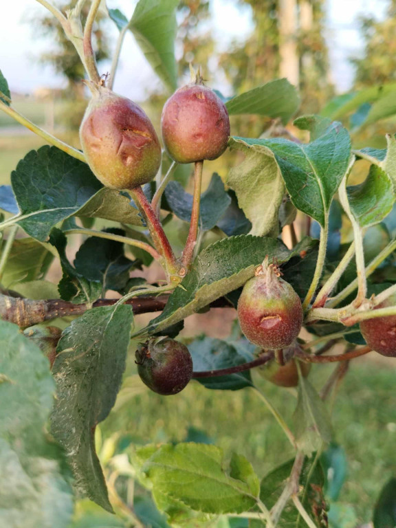 Gradobicie w powiecie sochaczewskim