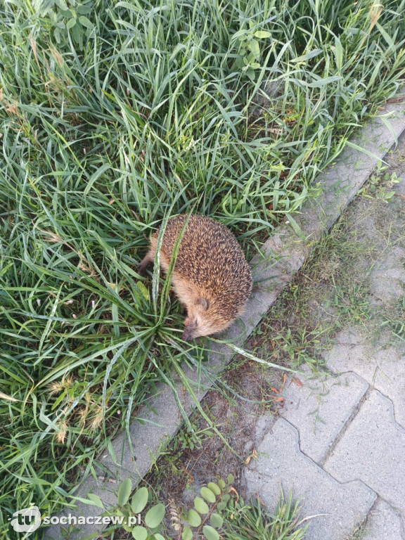 Pan Jacek na pomoc potrąconemu jeżykowi