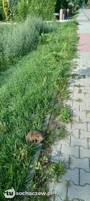 Pan Jacek na pomoc potrąconemu jeżykowi