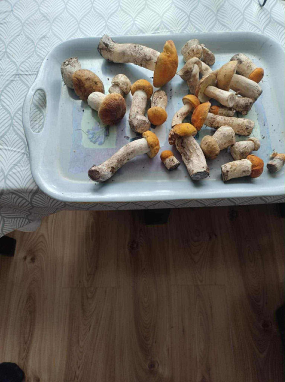 Są grzyby w naszych lasach!