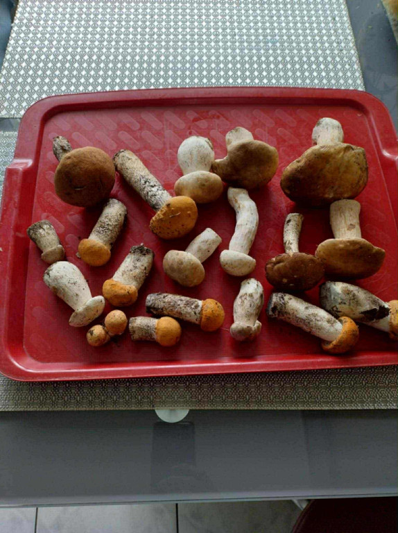 Są grzyby w naszych lasach!