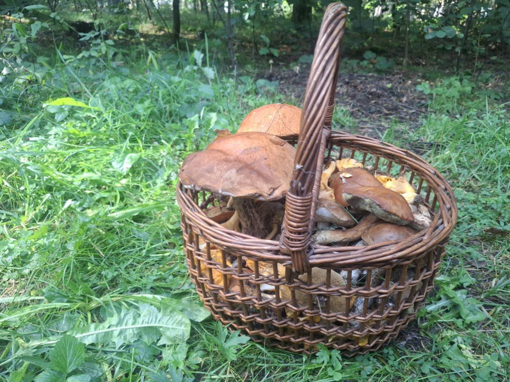 Mieszkańcy Rybna na grzybobraniu