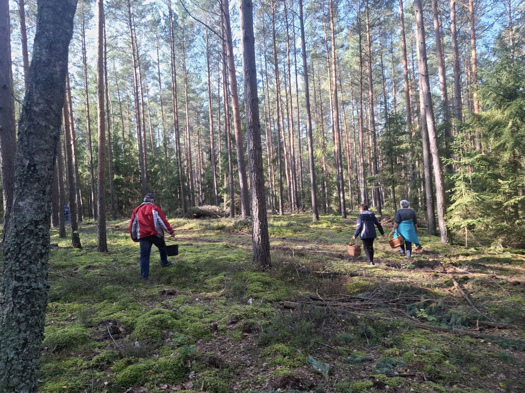 Mieszkańcy Rybna na grzybobraniu