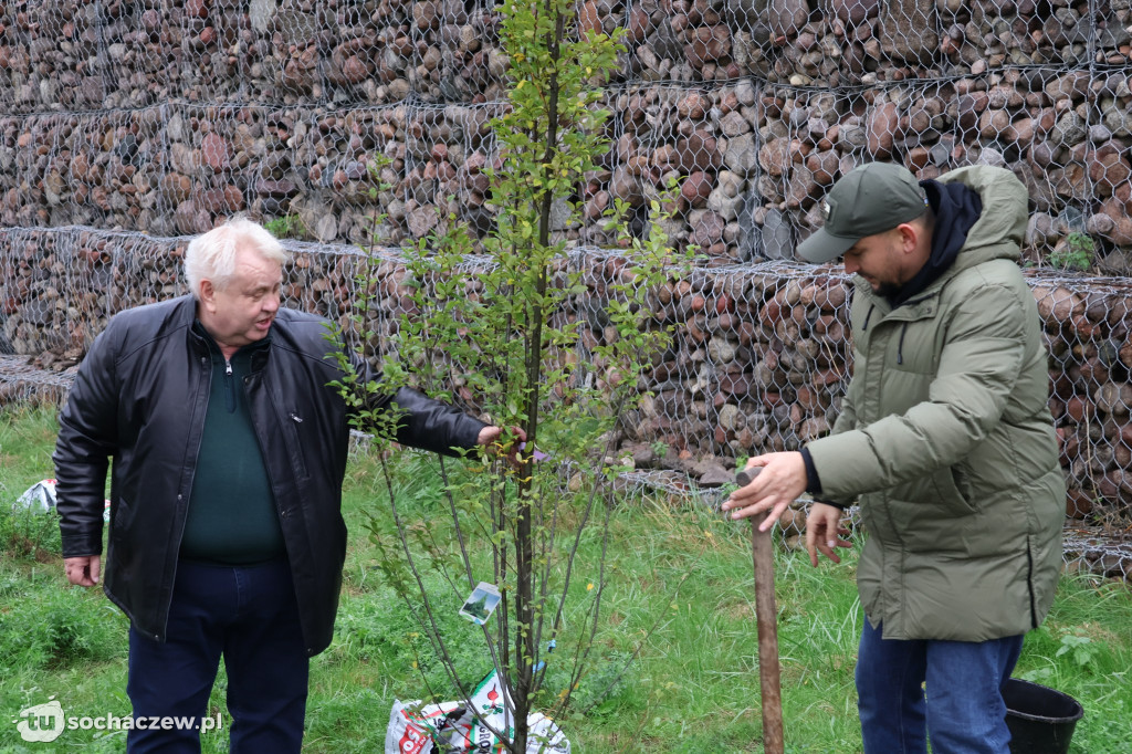 41 nowych drzew na bulwarach