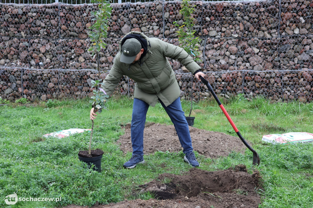 41 nowych drzew na bulwarach