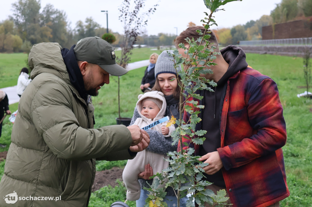 41 nowych drzew na bulwarach