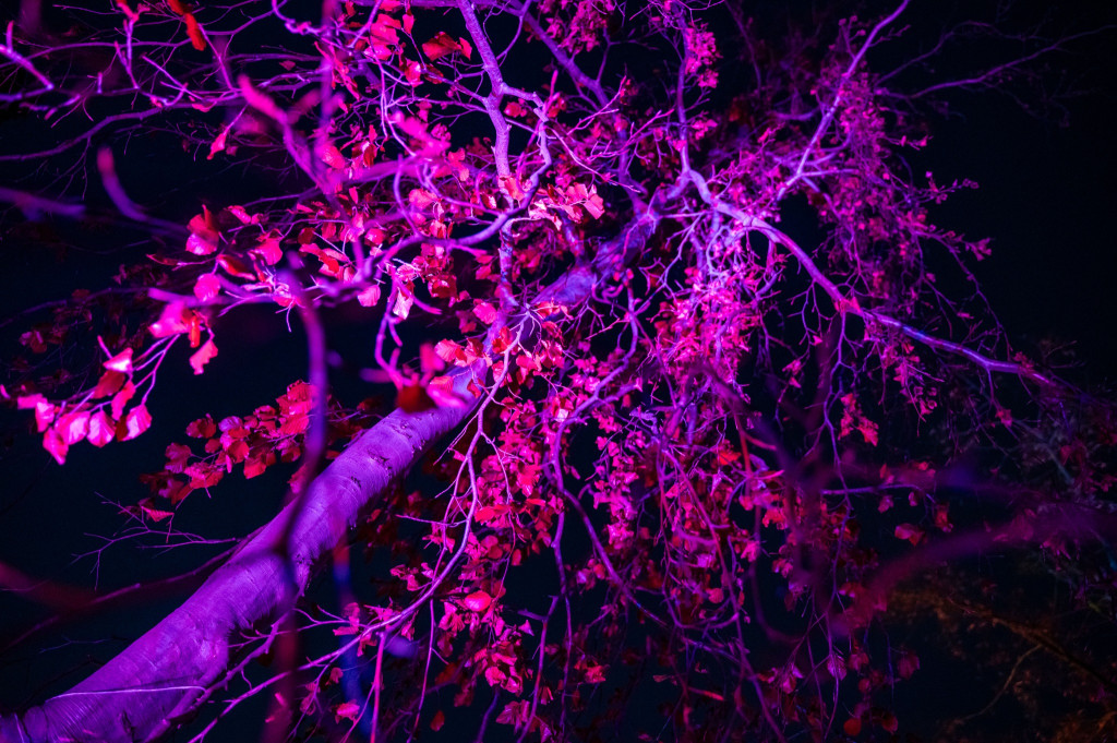 Jest klimat, Żelazowa Wola z nową iluminacją