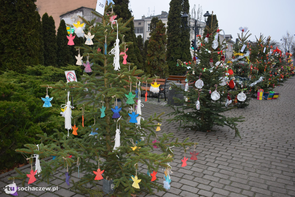 Choinki pod Choinkę 2025: tak wygląda Plac Kościuszki