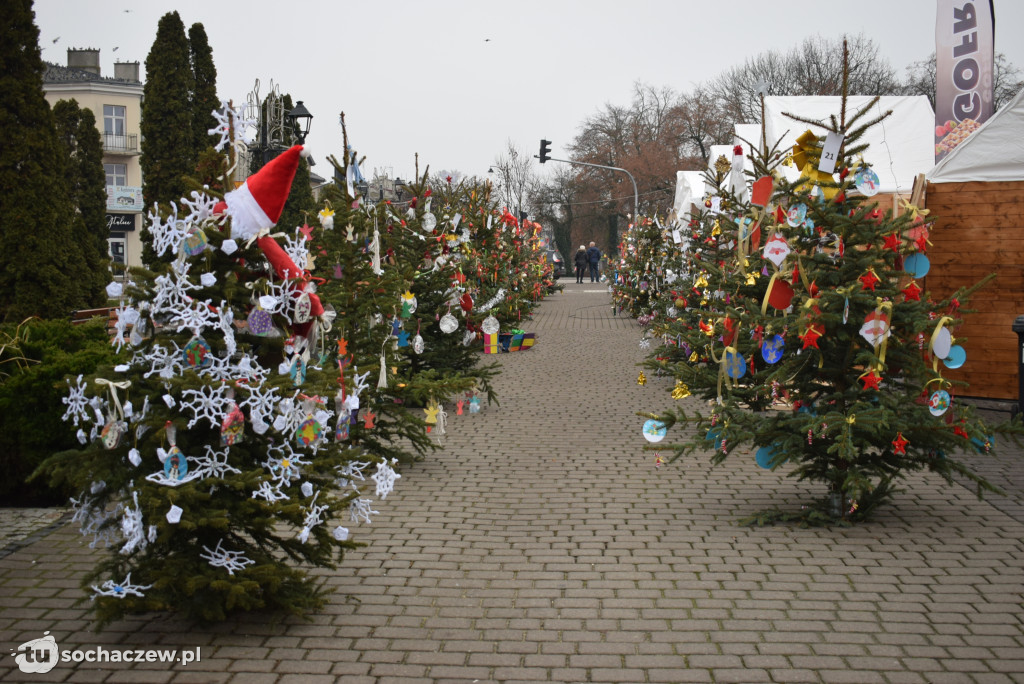 Choinki pod Choinkę 2025: tak wygląda Plac Kościuszki