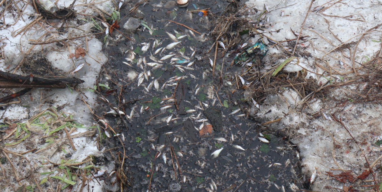 Śnięte ryby w Sochaczewie