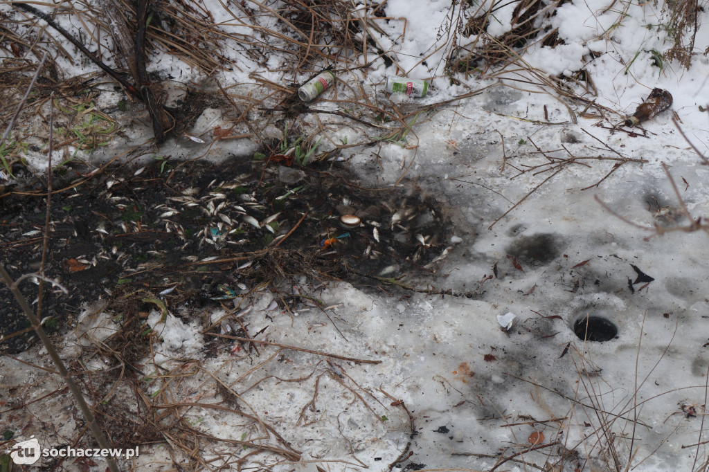 Śnięte ryby w Sochaczewie