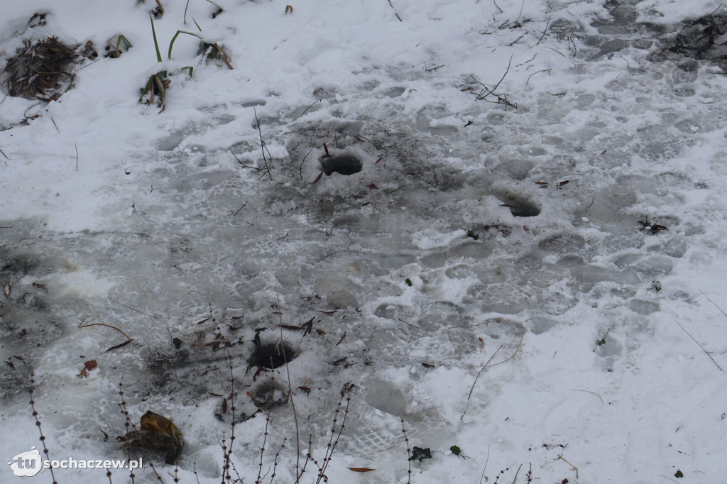 Śnięte ryby w Sochaczewie