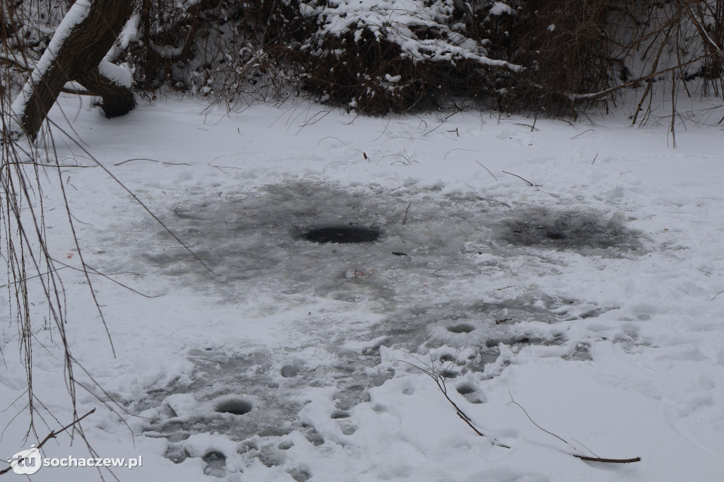 Śnięte ryby w Sochaczewie