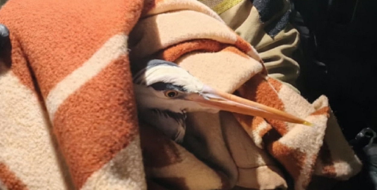 Sochaczewscy strażacy uratowali ptaka nad Bzurą