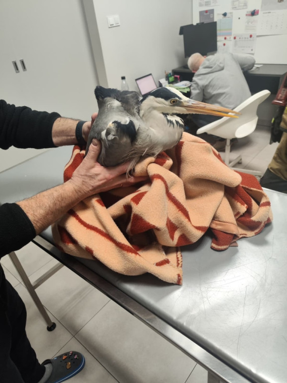 Sochaczewscy strażacy uratowali ptaka nad Bzurą