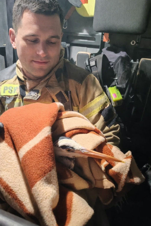 Sochaczewscy strażacy uratowali ptaka nad Bzurą