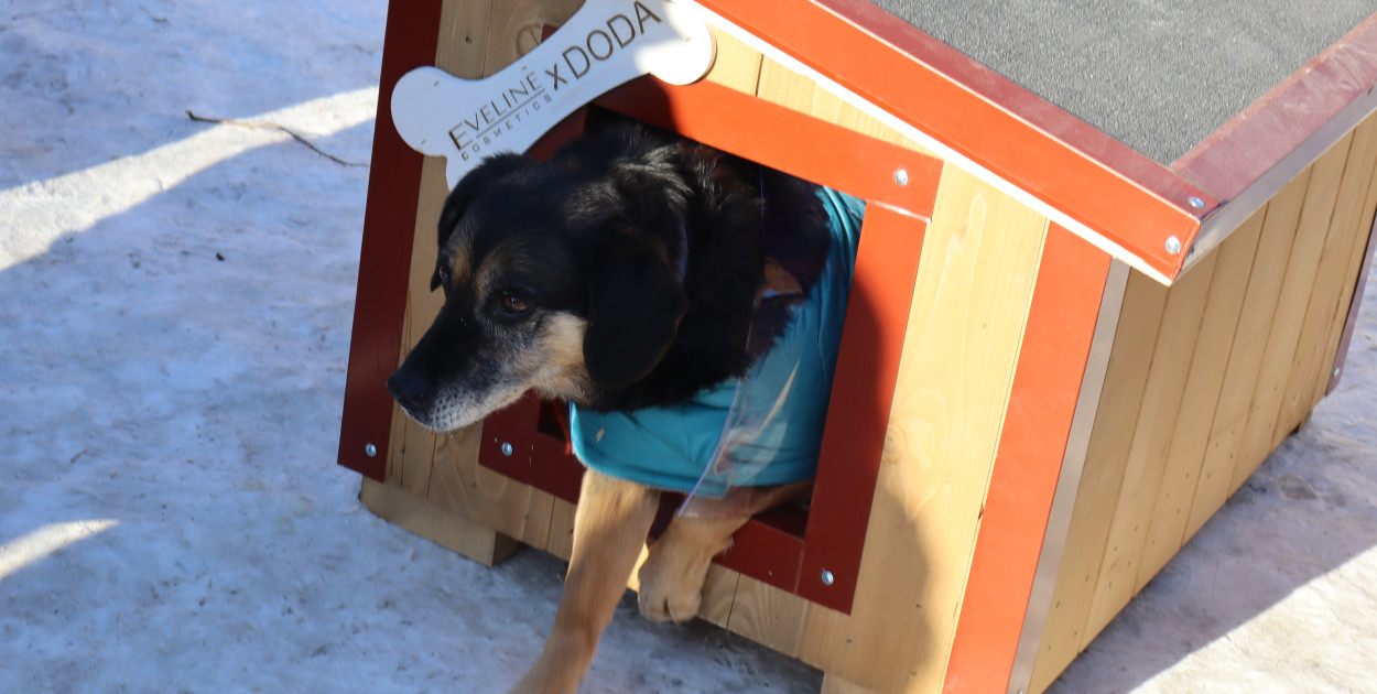 Nowe budy dla Kudłatych Przyjaciół