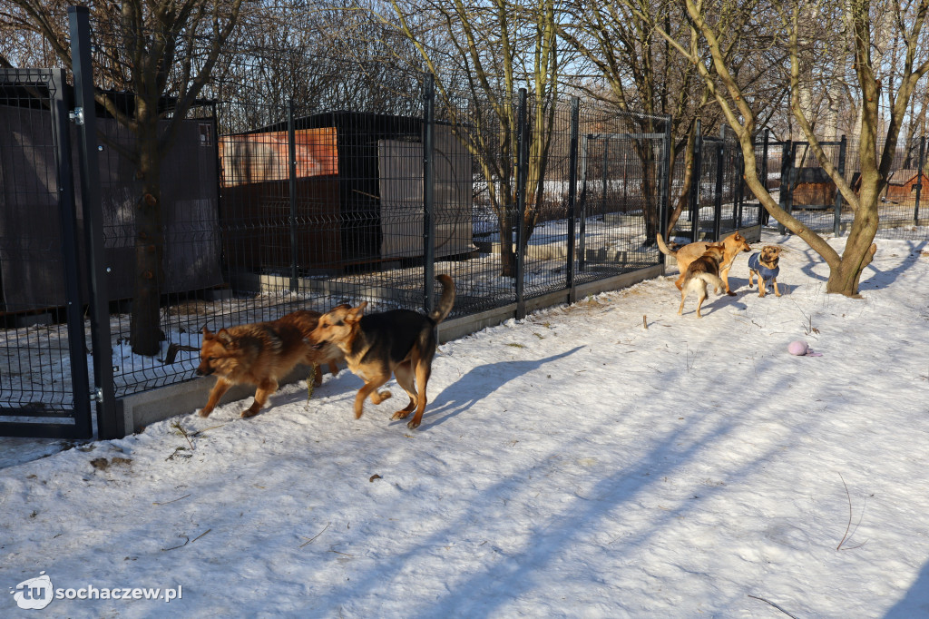 Nowe budy dla Kudłatych Przyjaciół