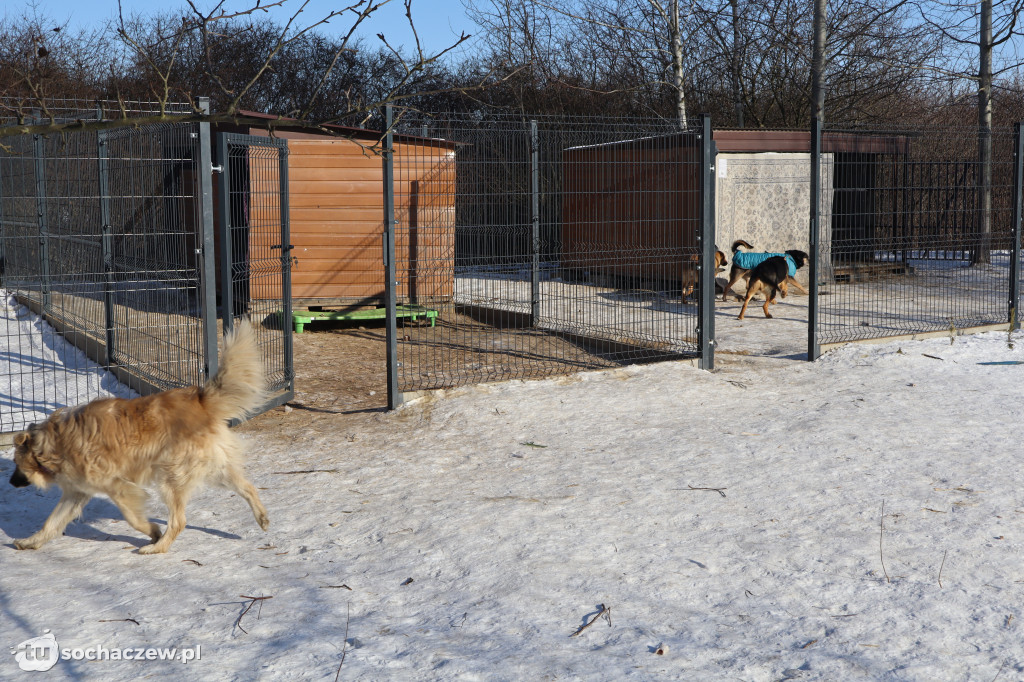 Nowe budy dla Kudłatych Przyjaciół