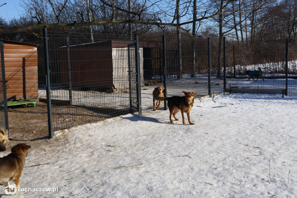 Nowe budy dla Kudłatych Przyjaciół