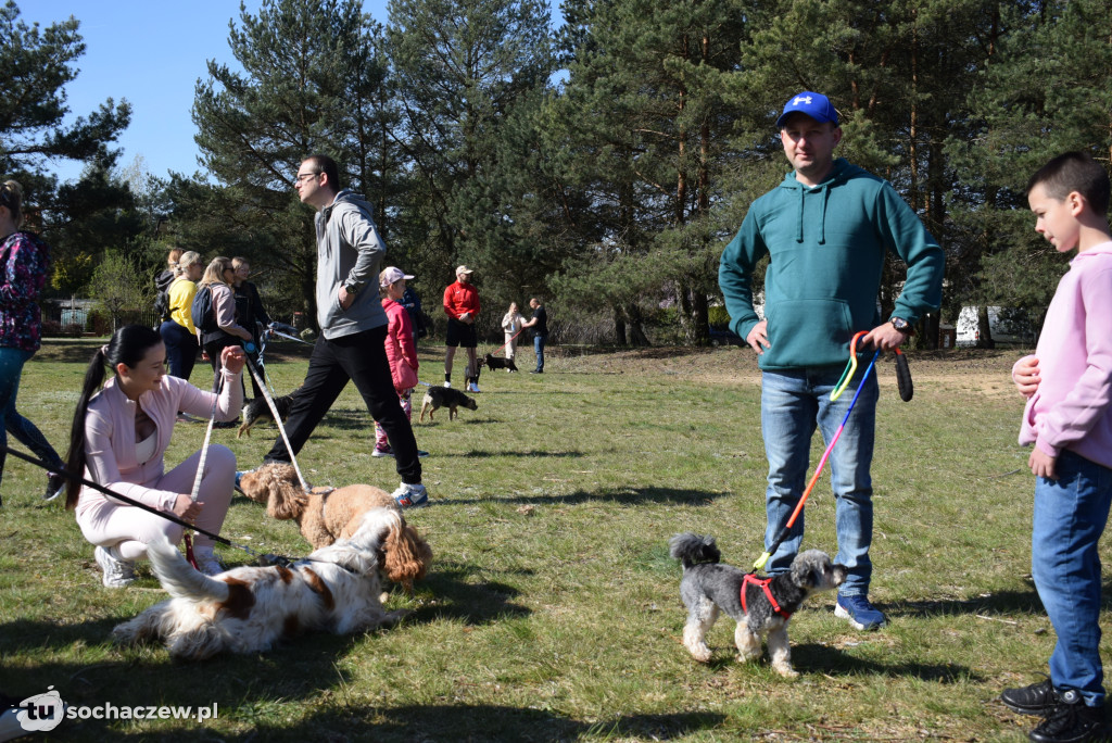 Tłum czworonogów na Biegu z Psem w Karwowie
