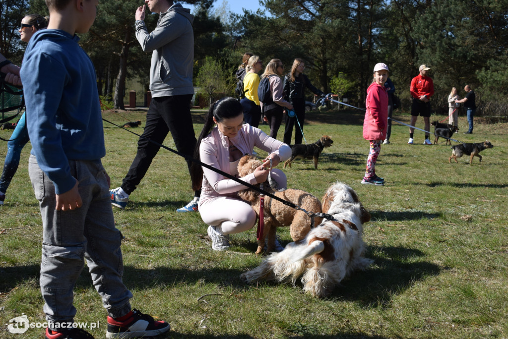 Tłum czworonogów na Biegu z Psem w Karwowie
