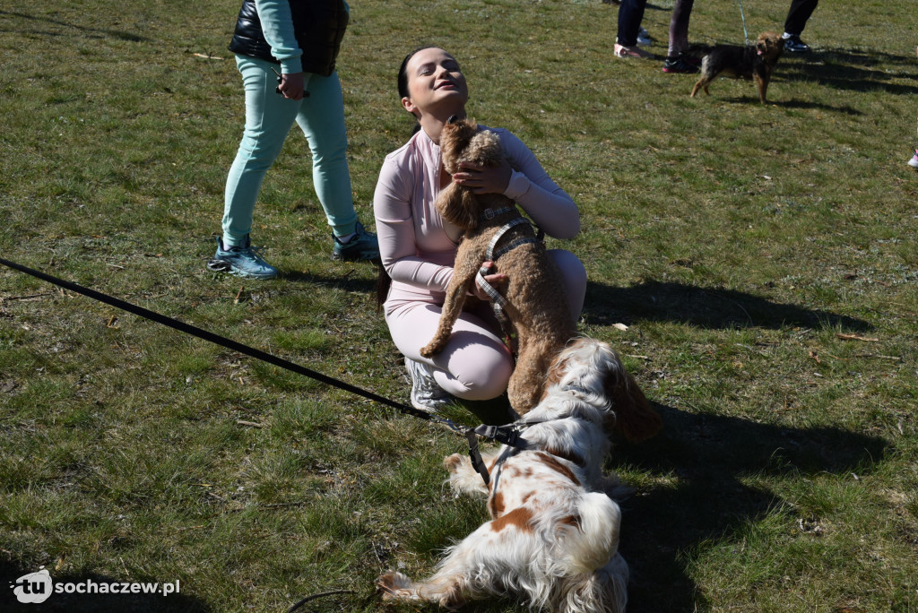 Tłum czworonogów na Biegu z Psem w Karwowie