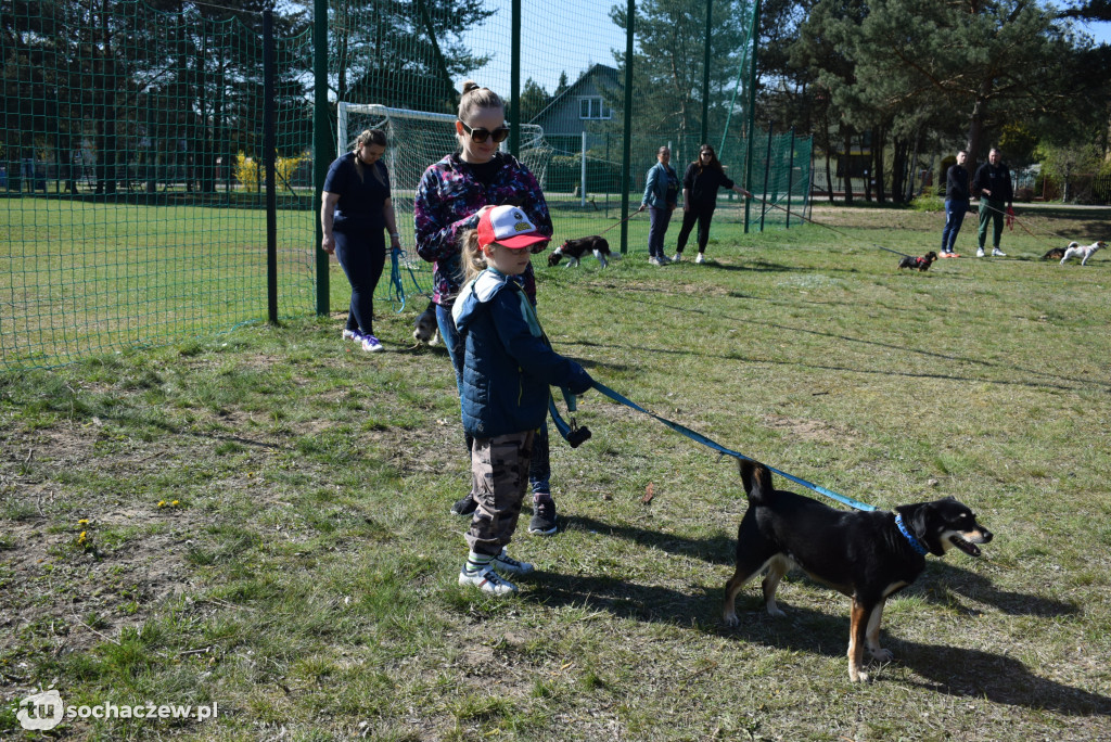 Tłum czworonogów na Biegu z Psem w Karwowie