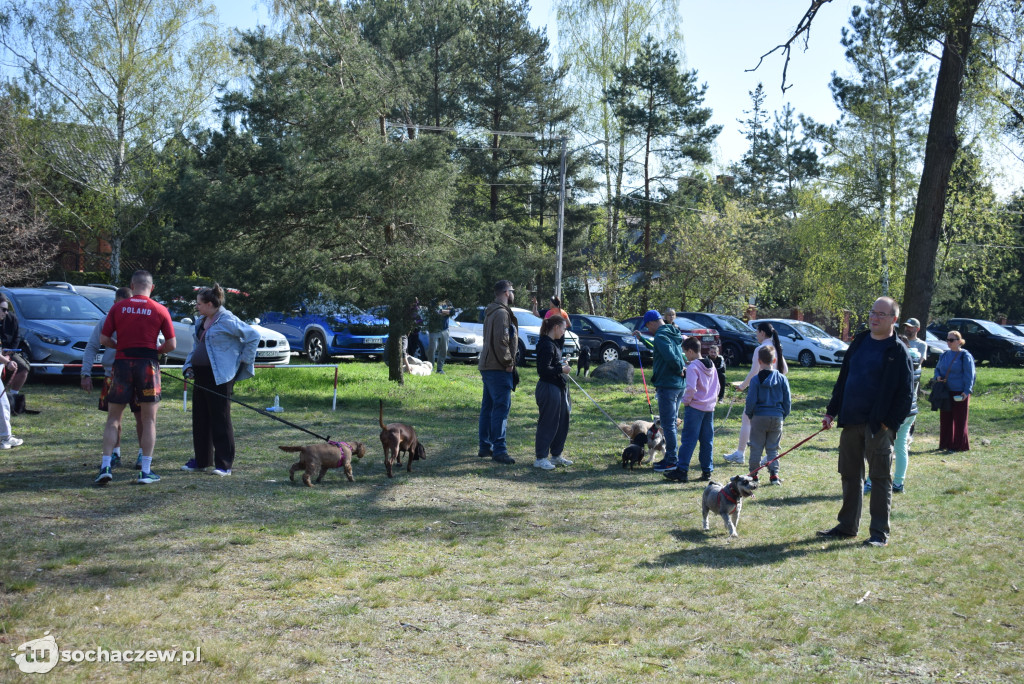 Tłum czworonogów na Biegu z Psem w Karwowie