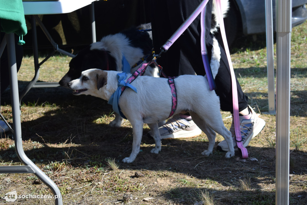 Tłum czworonogów na Biegu z Psem w Karwowie