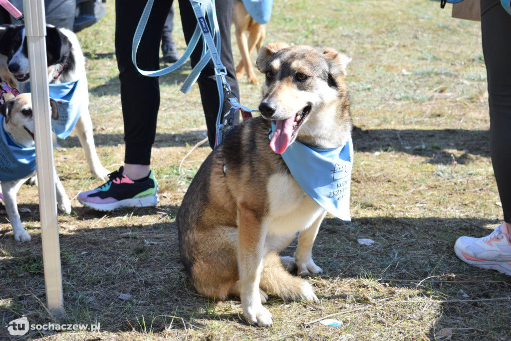 Tłum czworonogów na Biegu z Psem w Karwowie