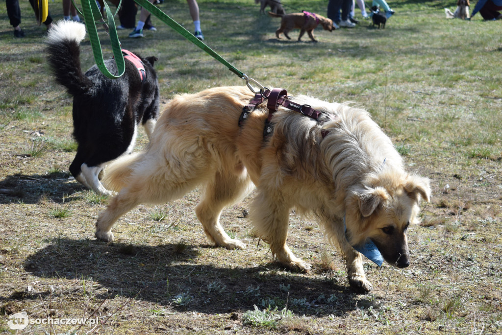 Tłum czworonogów na Biegu z Psem w Karwowie