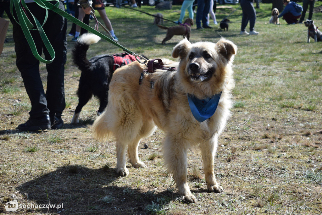 Tłum czworonogów na Biegu z Psem w Karwowie