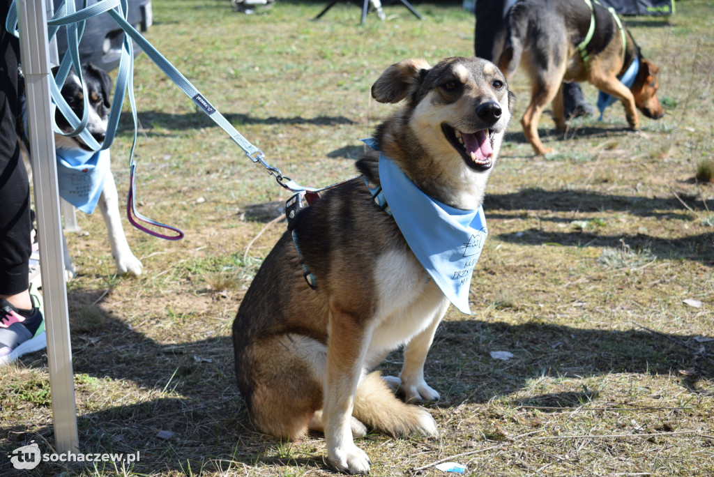 Tłum czworonogów na Biegu z Psem w Karwowie