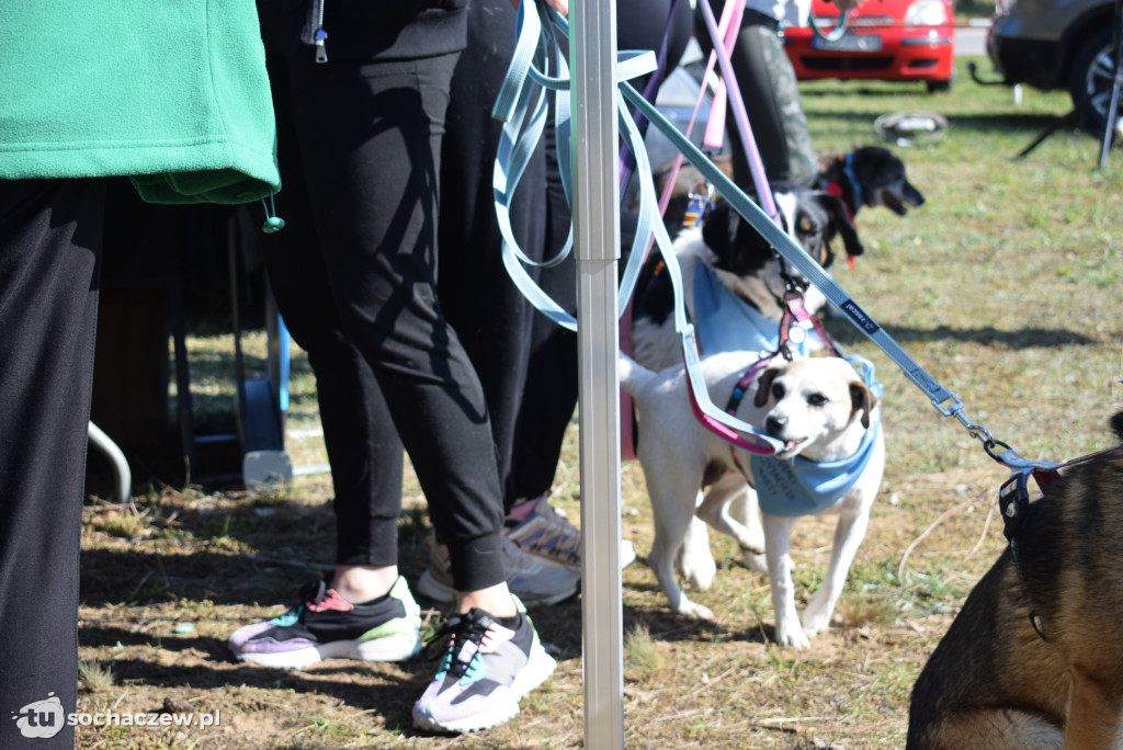 Tłum czworonogów na Biegu z Psem w Karwowie