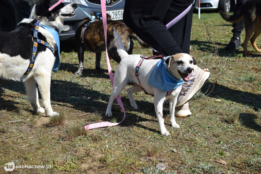 Tłum czworonogów na Biegu z Psem w Karwowie