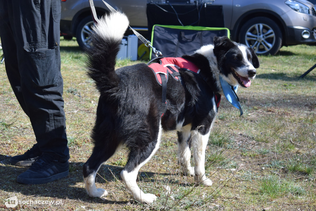 Tłum czworonogów na Biegu z Psem w Karwowie