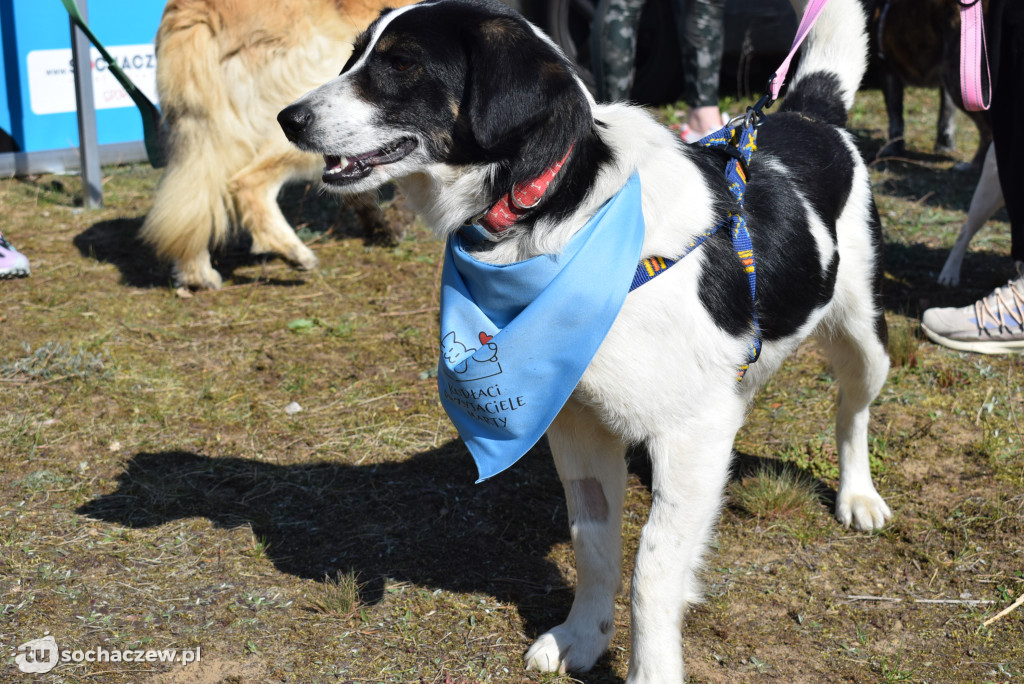 Tłum czworonogów na Biegu z Psem w Karwowie