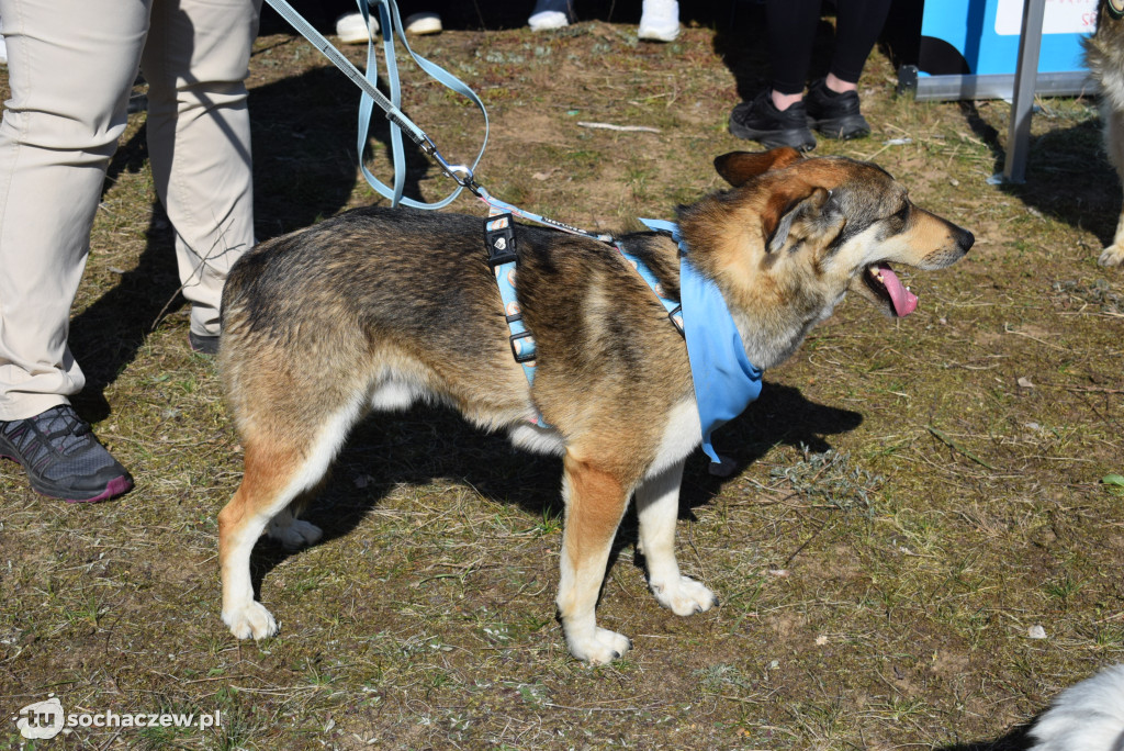 Tłum czworonogów na Biegu z Psem w Karwowie