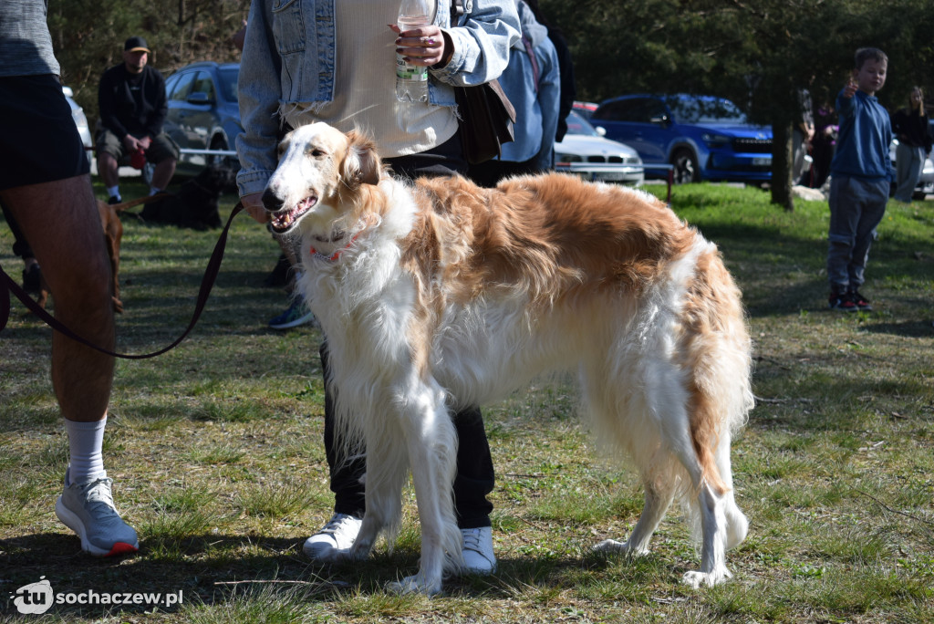 Tłum czworonogów na Biegu z Psem w Karwowie